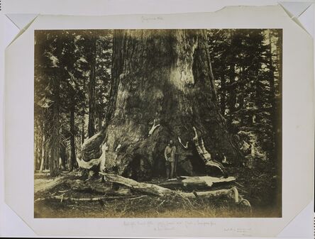 Carleton E. Watkins, ‘Part of the Trunk of the Grizzly Giant with Clark - Mariposa Grove - 33 feet diameter’, 1861