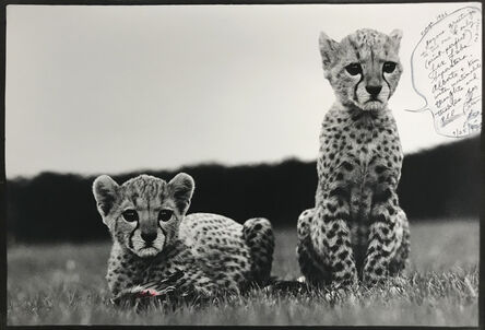 Peter Beard, ‘Cheetahs Cubs’, 1968