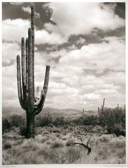 Jerome Hawkins, ‘Saguaro’, 1987