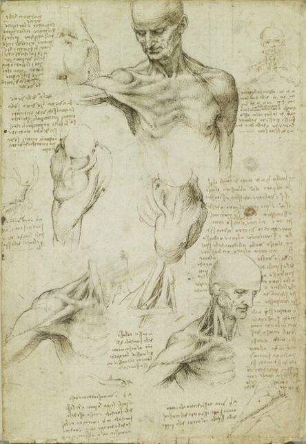 Leonardo da Vinci, ‘The Anatomy of the Shoulder and Neck’, 1510-1511