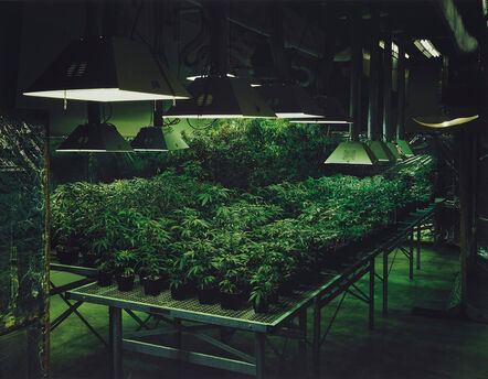 Taryn Simon, ‘Research Marijuana Crop Grow Room, National Center for Natural Products Research, Oxford, Mississippi from An American Index of the Hidden and Unfamiliar’, 2005/2007
