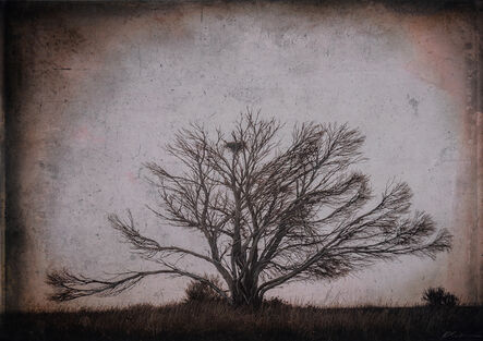 Kate Breakey, ‘Bare Tree with Nest, Nullarbour Plain, South Australia’