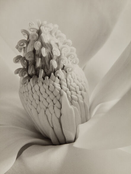 Imogen Cunningham, ‘Magnolia Blossom (Tower of Jewels)’, 1925-probably printed in the 1940s or 1950s