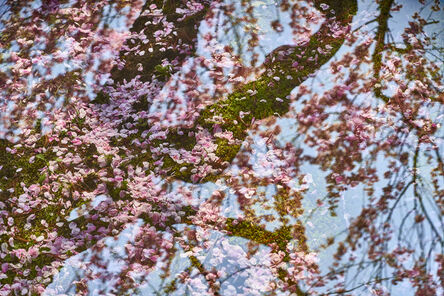 Tokihiro Sato, ‘Sakura on Sakura #2’, 2019