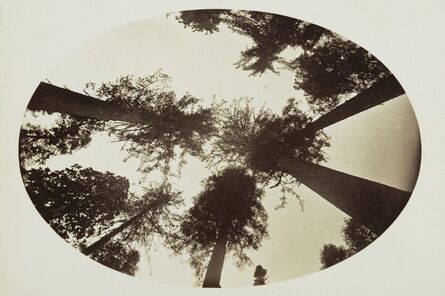 Carleton E. Watkins, ‘Among The Tree Tops Calaveras Grove’, 1878