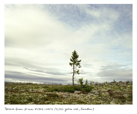 Rachel Sussman, ‘Spruce Gran Picea #0909-11A07 (9,550 years old, Dalarna, Sweden)’, 2009