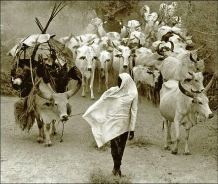 Mirella Ricciardi, ‘Orma Cattle Caravan on the Move’, ca. 1967