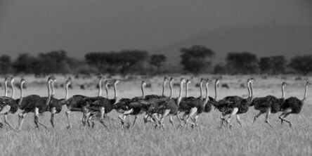 Araquém Alcântara, ‘Ostrichs, Tanzania, Africa’, 2012
