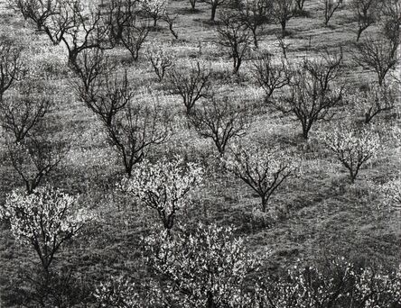 Ansel Adams, ‘Orchard Early Spring Near Stanford, CA’, 1940-printed circa 1963