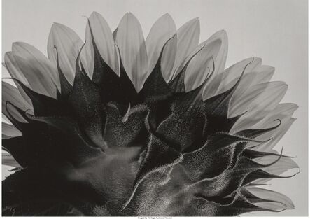 Yasuhiro Ishimoto, ‘A Group of Three Photographs of Flowers’