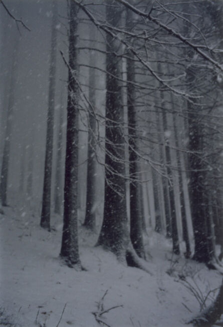 Jitka Hanzlová, ‘Untitled (Forest 02, Snow Storm)’, 2000