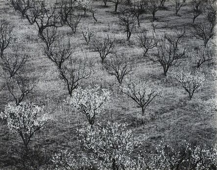 Ansel Adams, ‘Orchard, Early Spring, near Stanford University, California’, 1940