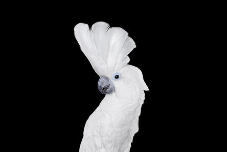 Brad Wilson, ‘White Cockatoo #1, Albuquerque, NM, 2016’, 2016