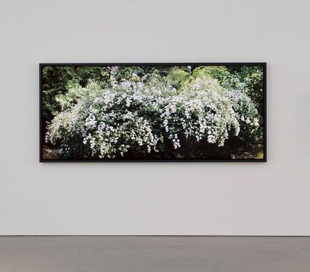Scott McFarland, ‘Spirea prunifolia, Bridal Wreath with Effects of Sunlight’, 2014