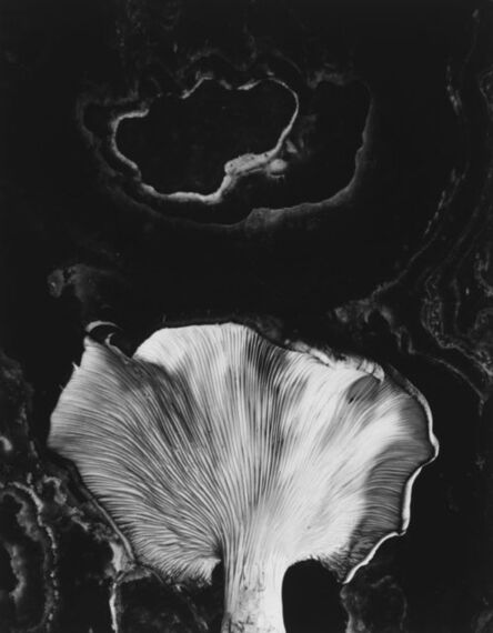 Paul Caponigro, ‘Fungus, Ipswich, MA’, 1960