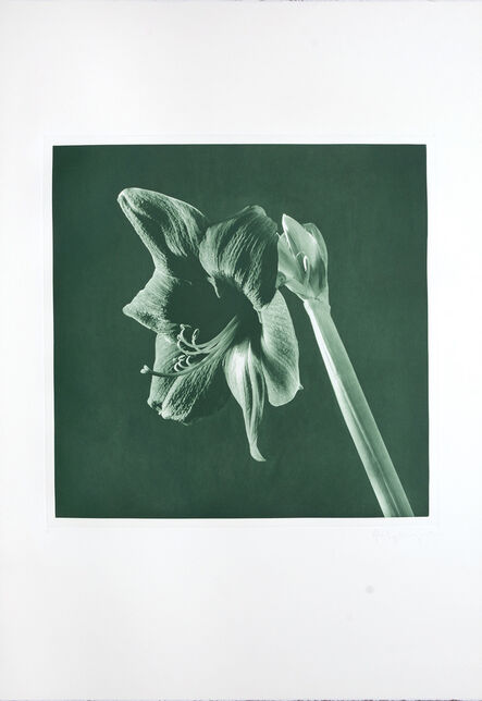 Robert Mapplethorpe, ‘Green Amarylis’, 1987