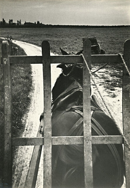 Ilse Bing, ‘Horse Pulling Champagne Grapes’, 1933/1933