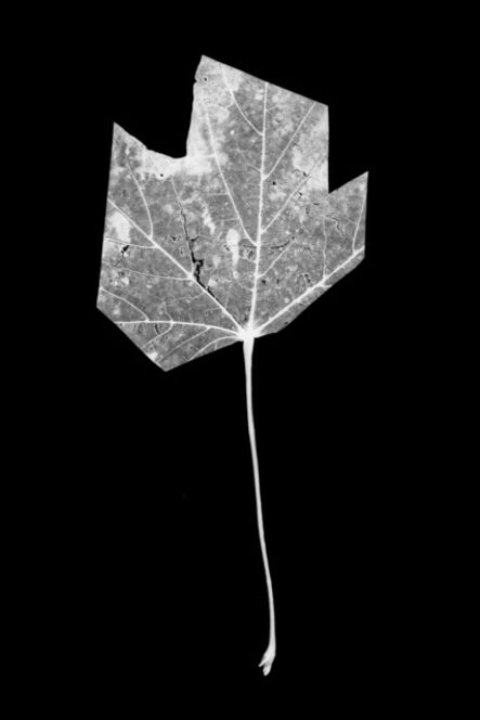 Henrik Strömberg, ‘Leaf-cut 03’, 2016