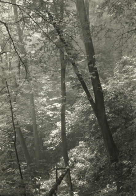 Josef Sudek, ‘Stag's Moat (Study of Trees)’, 1946/1946