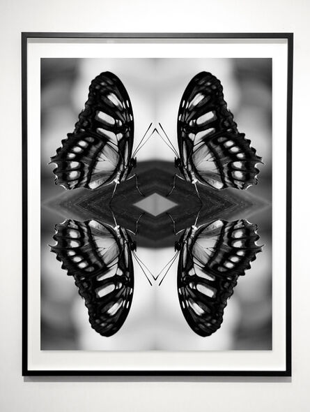 Indira Cesarine, ‘Papiliones No 8 ’, 2016