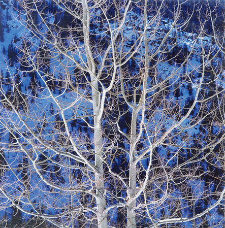 Christopher Burkett, ‘Glowing Winter Aspen, Colorado’, 2000