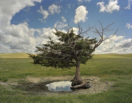 Andrew Moore, ‘Homesteader's Tree, Cherry County, Nebraska’, 2013
