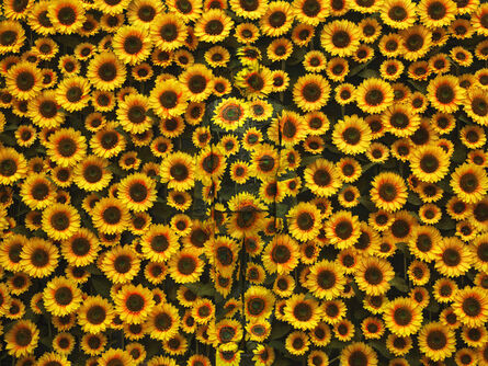 Liu Bolin, ‘Sunflower’, 2012
