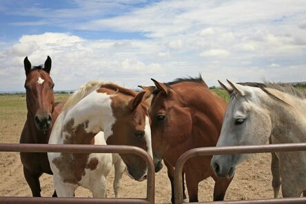 Stephen Lipuma, ‘Horses, New Mexico’, 2015