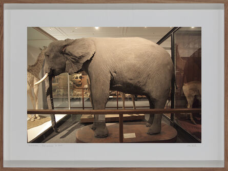 Lien Botha, ‘Loxodanta Africana, South African Museum, Cape Town’, 2009