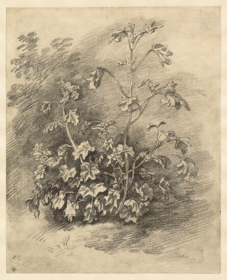 Thomas Gainsborough, ‘Study of Mallows’, Mid-to late 1750s
