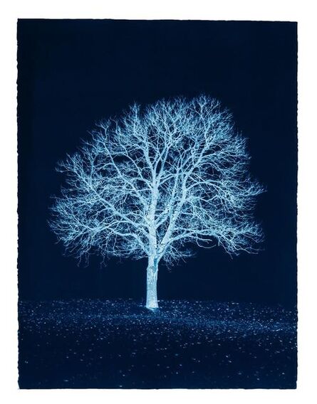 Gilles Lorin, ‘Portrait d'Arbre, Prussian blue study no. 1 ’, 2018
