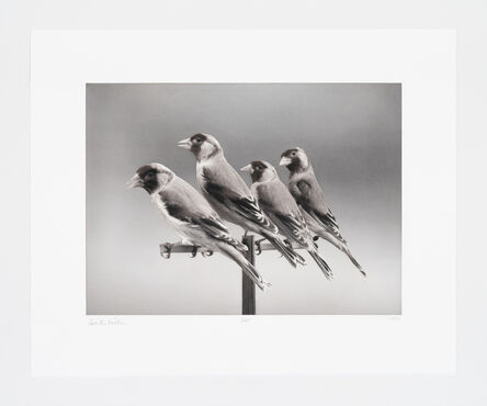 Carsten Höller, ‘Four Birds’, 2015