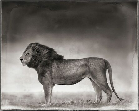 Nick Brandt, ‘Portrait of Lion Standing in Wind, Maasai Mara, 2006’, 2006