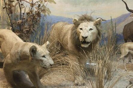 ‘Diorama aux lions (Diorama with lions)’