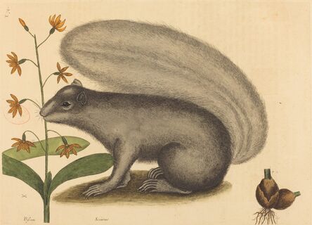 Mark Catesby, ‘The Grey Fox Squirrel (Sciurus cinereus)’, published 1731-1743