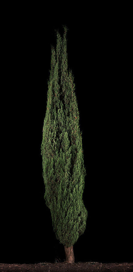 Tal Shochat, ‘Cypress #1’, 2011