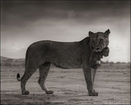 Nick Brandt, ‘Lioness Holding Cub in Mouth, Amboseli 2012’, 2012