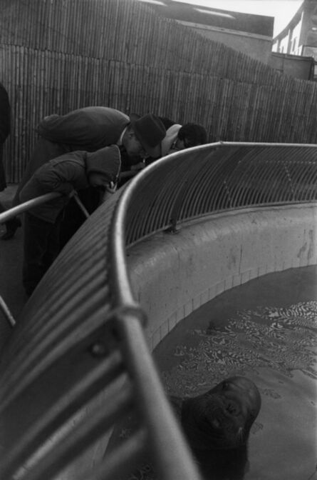 Garry Winogrand, ‘The Zoo, New York City (walrus)’, 1963