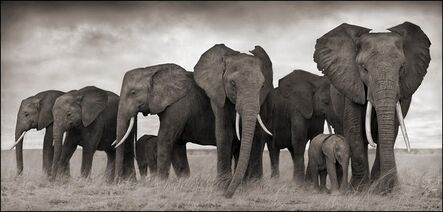 Nick Brandt, ‘Elephants resting, Amboseli’, 2007