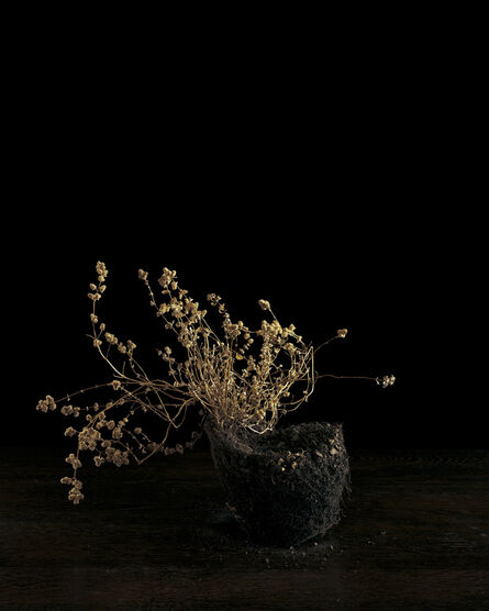 Brigitte Lustenberger, ‘Flowers VII’, 2010