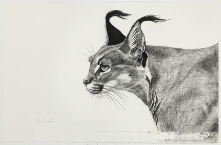 Rose Corcoran, ‘Caracal in the Wind’
