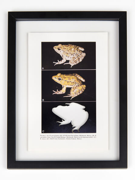 Brandon Ballengée, ‘RIP Tlaloc's Leopard Frog: After David M. Hillis, 1985’, 2014