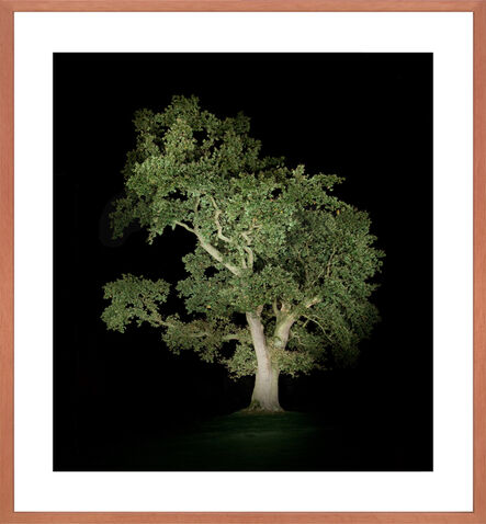 Ralf Peters, ‘Baum #5’, 2012