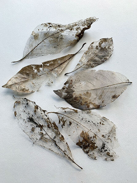 Ellen Denuto, ‘Leaf Skeletons’, 2020
