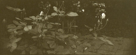 Josef Sudek, ‘Untitled ~ Garden Study with Rosebuds’, ca. 1950