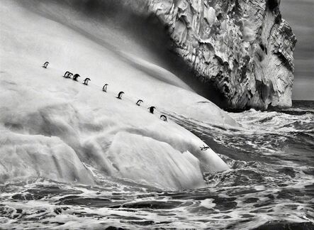 Sebastião Salgado, ‘Chinstrap penguins dive off icebergs located between Zavodovski and Visokoi islands in the South Sandwich Islands’, 2009
