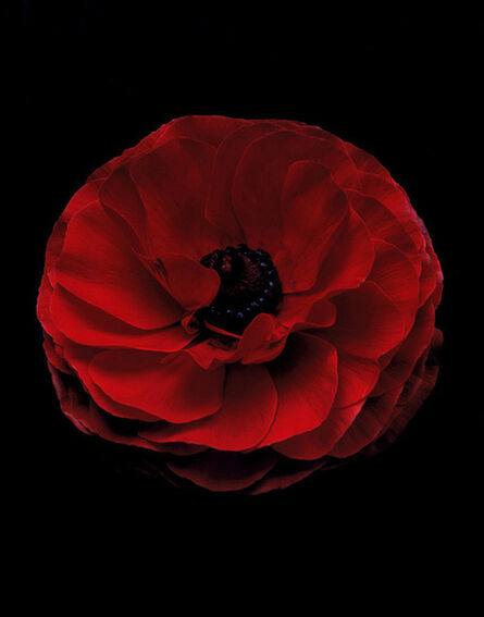Christopher Beane, ‘Ranunculus Rojo Perfection’, 2011