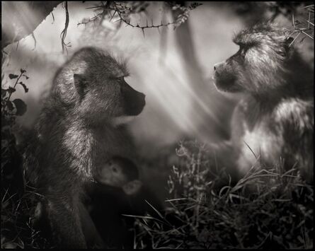 Nick Brandt, ‘Baboons in Profile, Amboseli 2007’, 2007