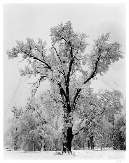 Ansel Adams, ‘Oak Tree, Snowstorm, Yosemite National Park, California’, 1948