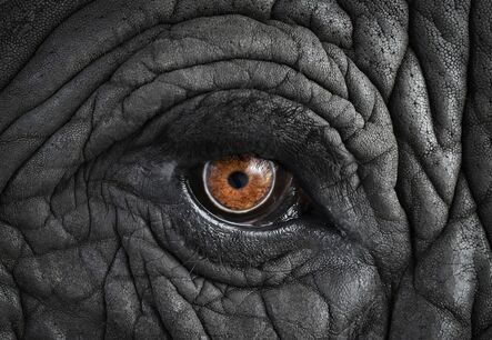 Brad Wilson, ‘African Elephant #11, Monterey, CA’, 2010